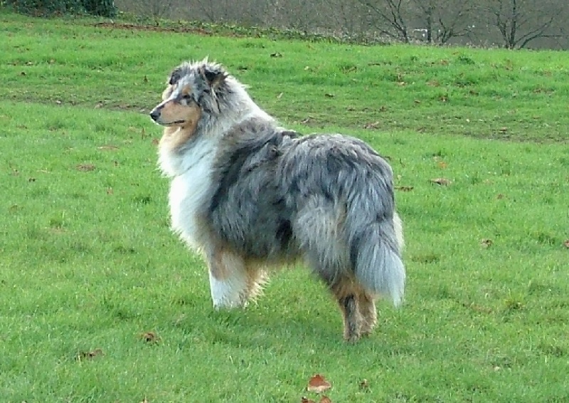 Exquise edelweiss des stuarts de boisbelle