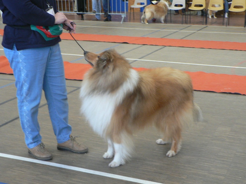 Van cleef gold des stuarts de boisbelle - excellent