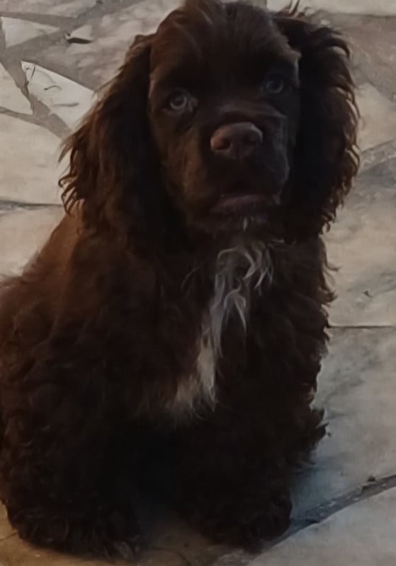 American Cocker Spaniel - du logis d'Argence