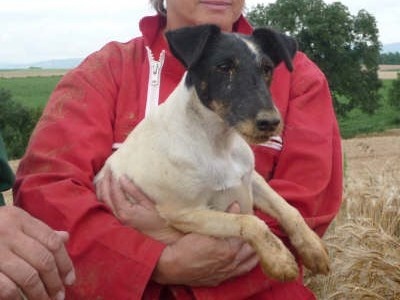 CH. Sweet love Du breil des elfes - 136,50 pts CACT/N