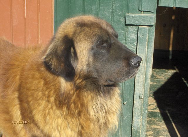 Vascko (Sans Affixe)