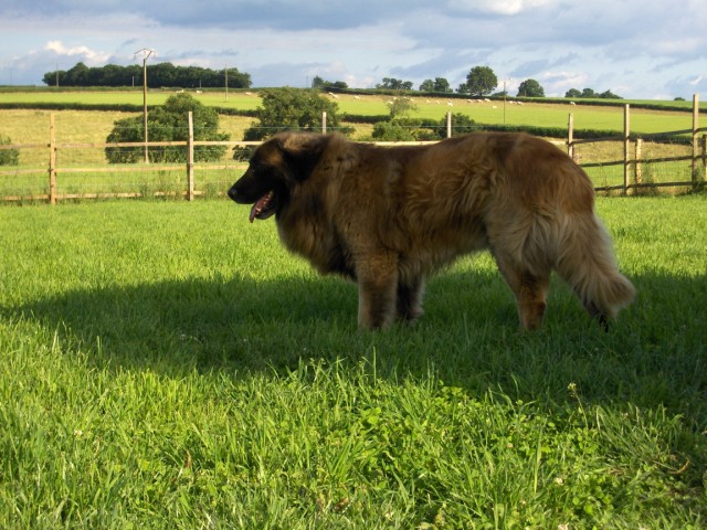 Vascko (Sans Affixe)