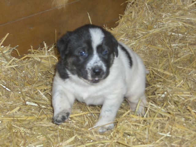 Publication : D'estrelboss Auteur : d'Estrelboss