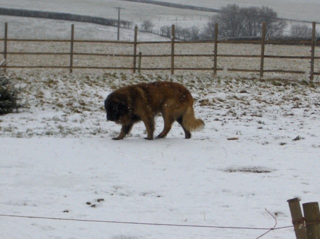 Vascko (Sans Affixe)