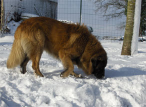 Vascko (Sans Affixe)