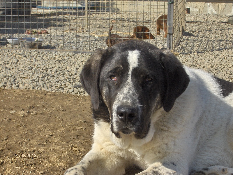 Publication : D'estrelboss Auteur : d'Estrelboss