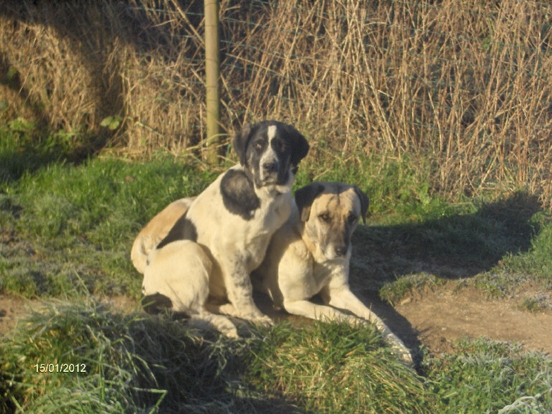 Publication : D'estrelboss Auteur : d'Estrelboss