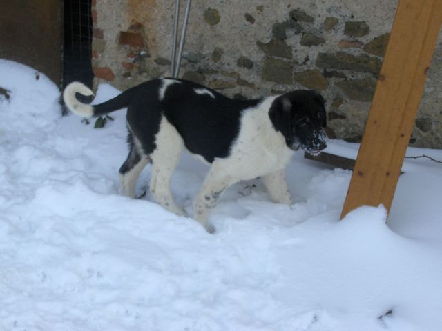 Publication : D'estrelboss Auteur : d'estrelboss