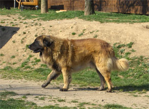 Vascko (Sans Affixe)