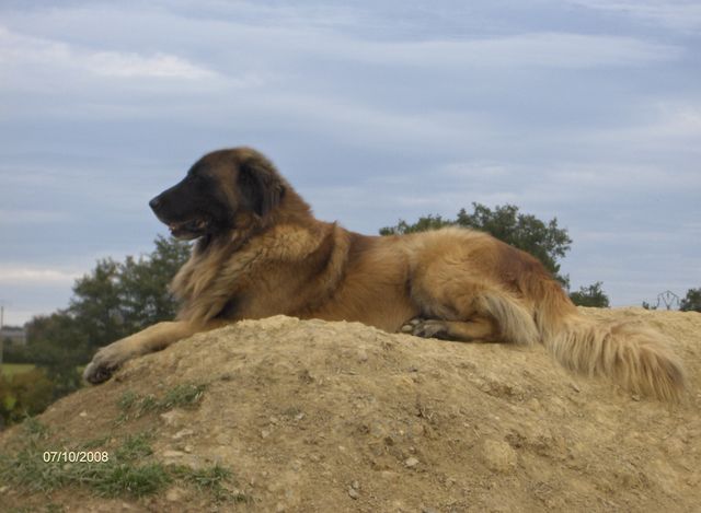 Vascko (Sans Affixe)