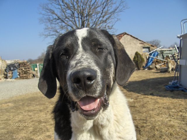 Publication : D'estrelboss Auteur : d'Estrelboss