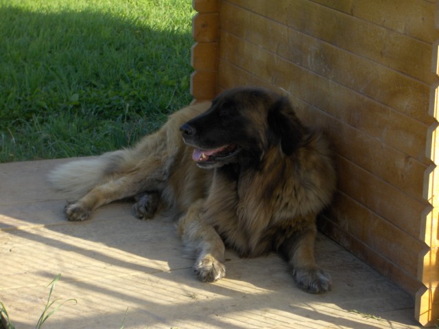 Vascko (Sans Affixe)