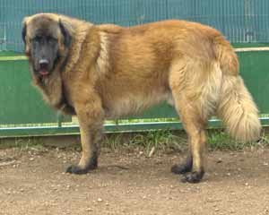 Vascko (Sans Affixe)