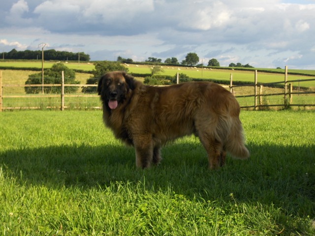 Vascko (Sans Affixe)