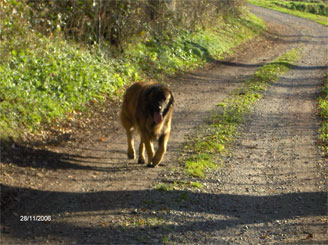 Vascko (Sans Affixe)