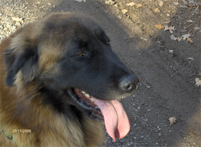 Vascko (Sans Affixe)