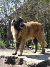 Vascko (Sans Affixe)