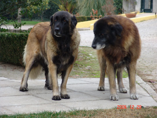 Vascko (Sans Affixe)