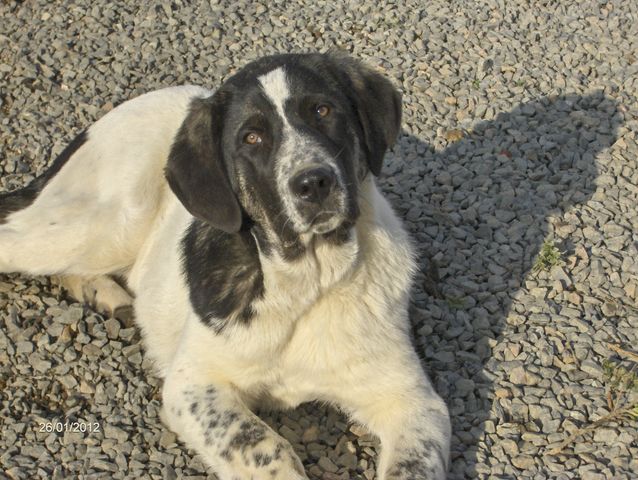 Publication : D'estrelboss Auteur : d'Estrelboss