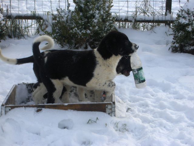 Publication : D'estrelboss Auteur : d'estrelboss