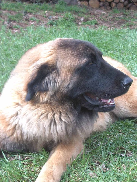 Vascko (Sans Affixe)