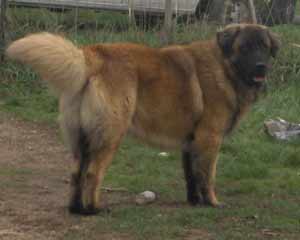 Vascko (Sans Affixe)