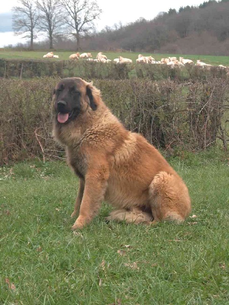 Vascko (Sans Affixe)