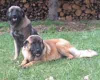 Vascko (Sans Affixe)