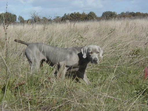 Publication : du domaine de guiaud