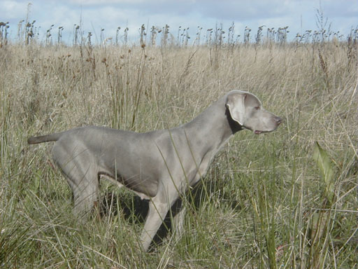 Publication : du domaine de guiaud