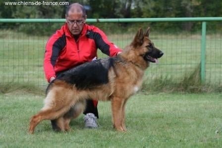 Goya du Manoir de Sissi - TB classe jeune femelle