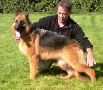 Goya du Manoir de Sissi - 4 ème Très Bon en Classe Intérmediaire