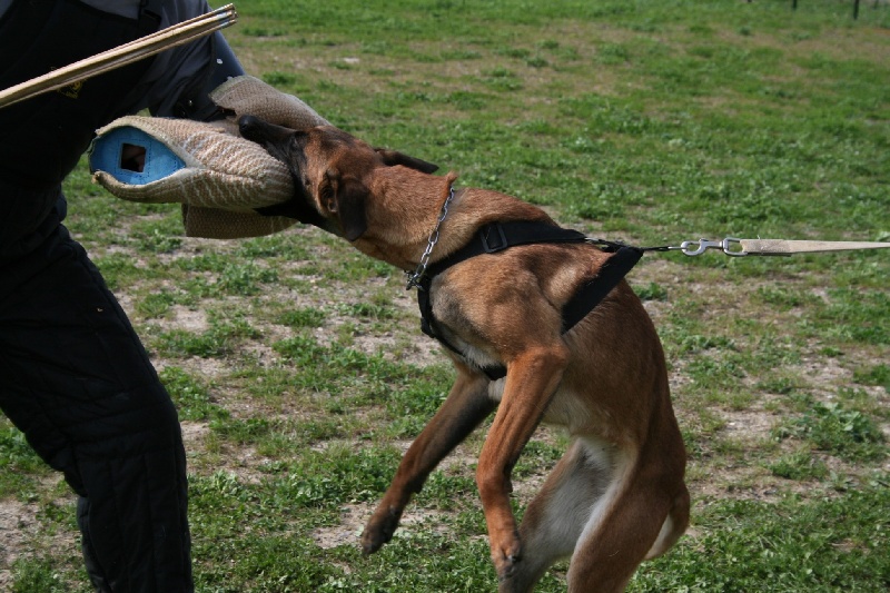 Publication : du domaine de Louxor