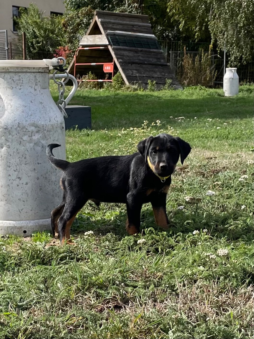Jaune - Terrier de chasse allemand