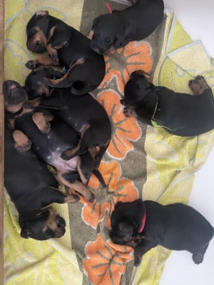 Les chiots de Terrier de chasse allemand