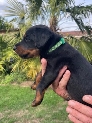 Les chiots de Terrier de chasse allemand