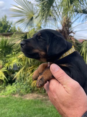 Les chiots de Terrier de chasse allemand