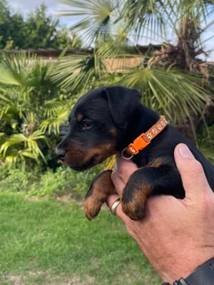 Les chiots de Terrier de chasse allemand