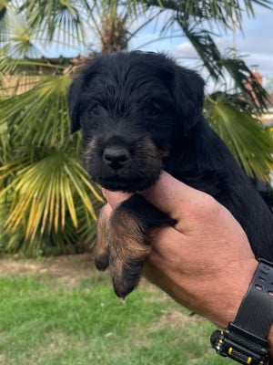Les chiots de Terrier de chasse allemand