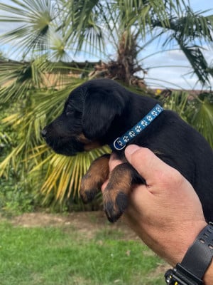 Les chiots de Terrier de chasse allemand