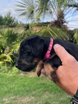 Les chiots de Terrier de chasse allemand