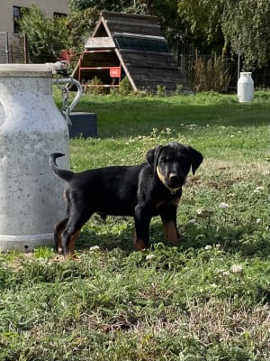 Les chiots de Terrier de chasse allemand