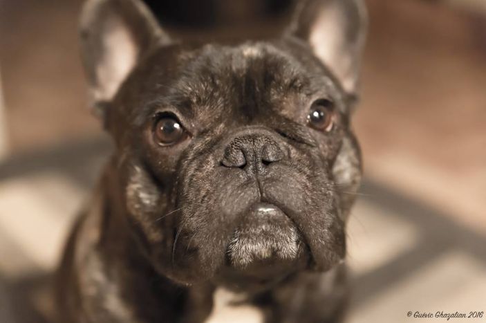 Publication : bullbizarres Auteur : Guevic Ghazalian