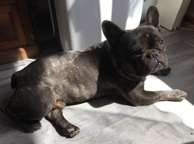 Publication : bullbizarres Auteur : Guevic Ghazalian