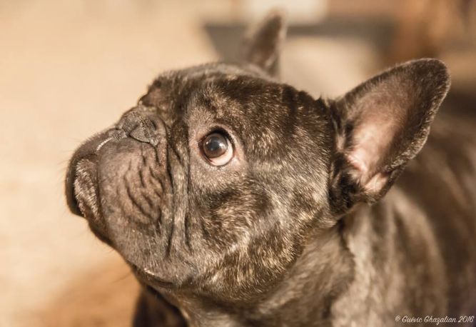 Publication : bullbizarres Auteur : Guevic Ghazalian