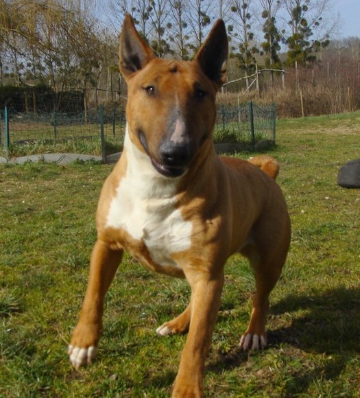 Publication : bullbizarres Auteur : julie Weber