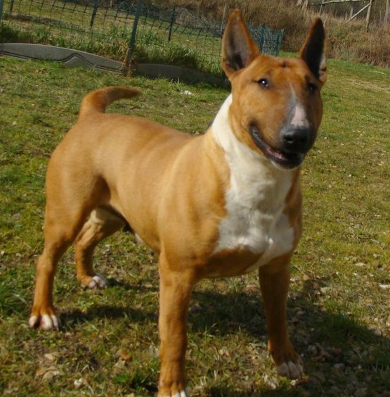 Publication : bullbizarres Auteur : julie Weber