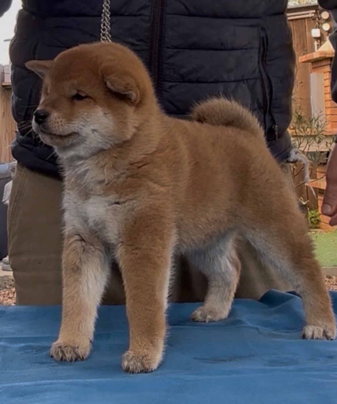 B ' KIM - GO DU CLOS DES CHTIS