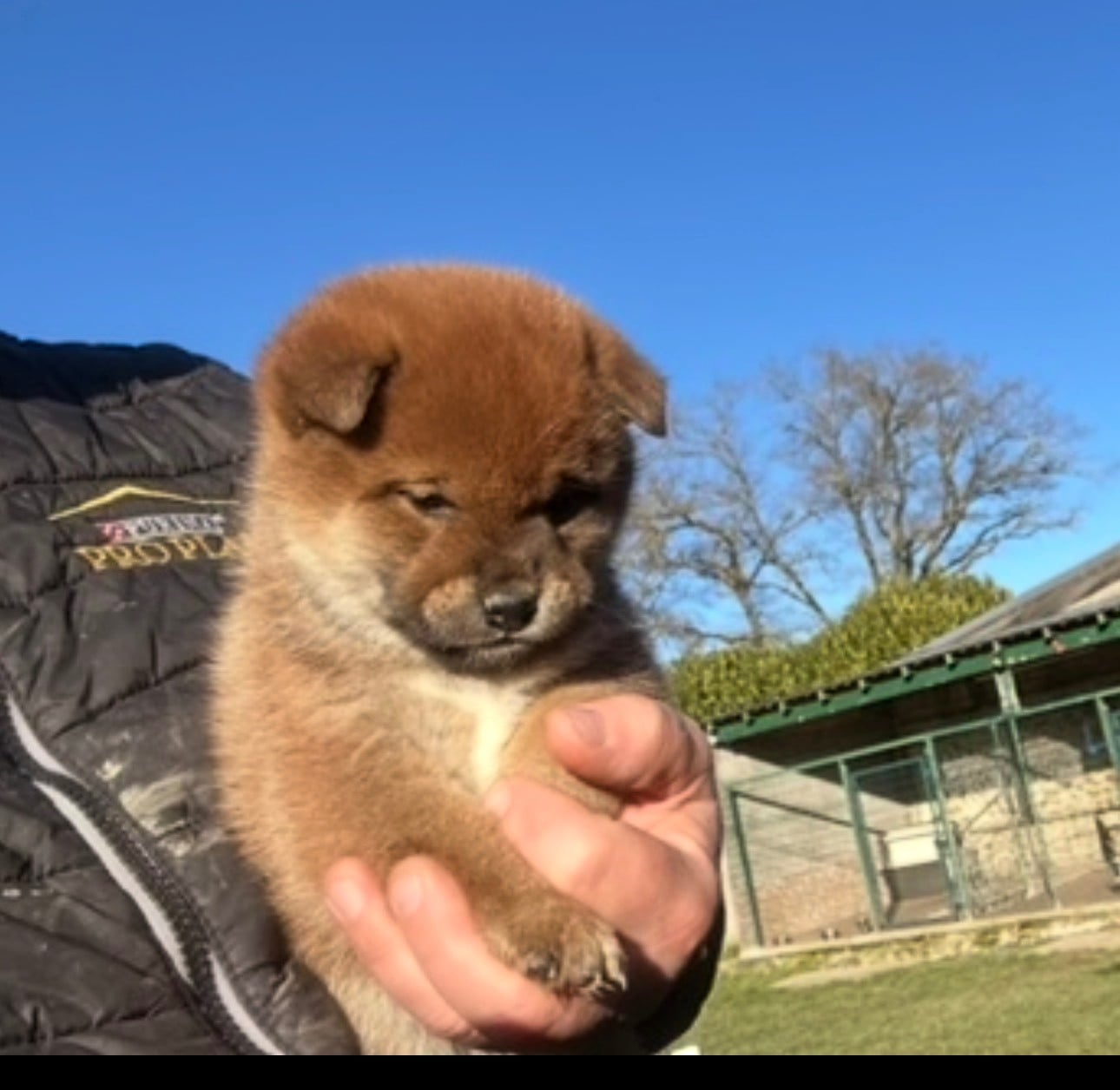 B ' KIM - GO DU CLOS DES CHTIS