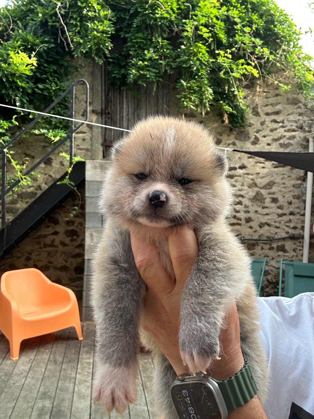 Femelle très rousse N 3 - Akita